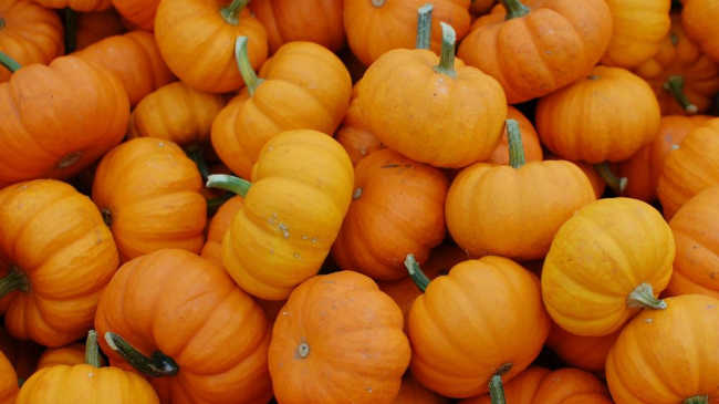 Pumpkins for coconut flour pumpkin pancakes